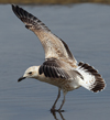 Larus armenicus